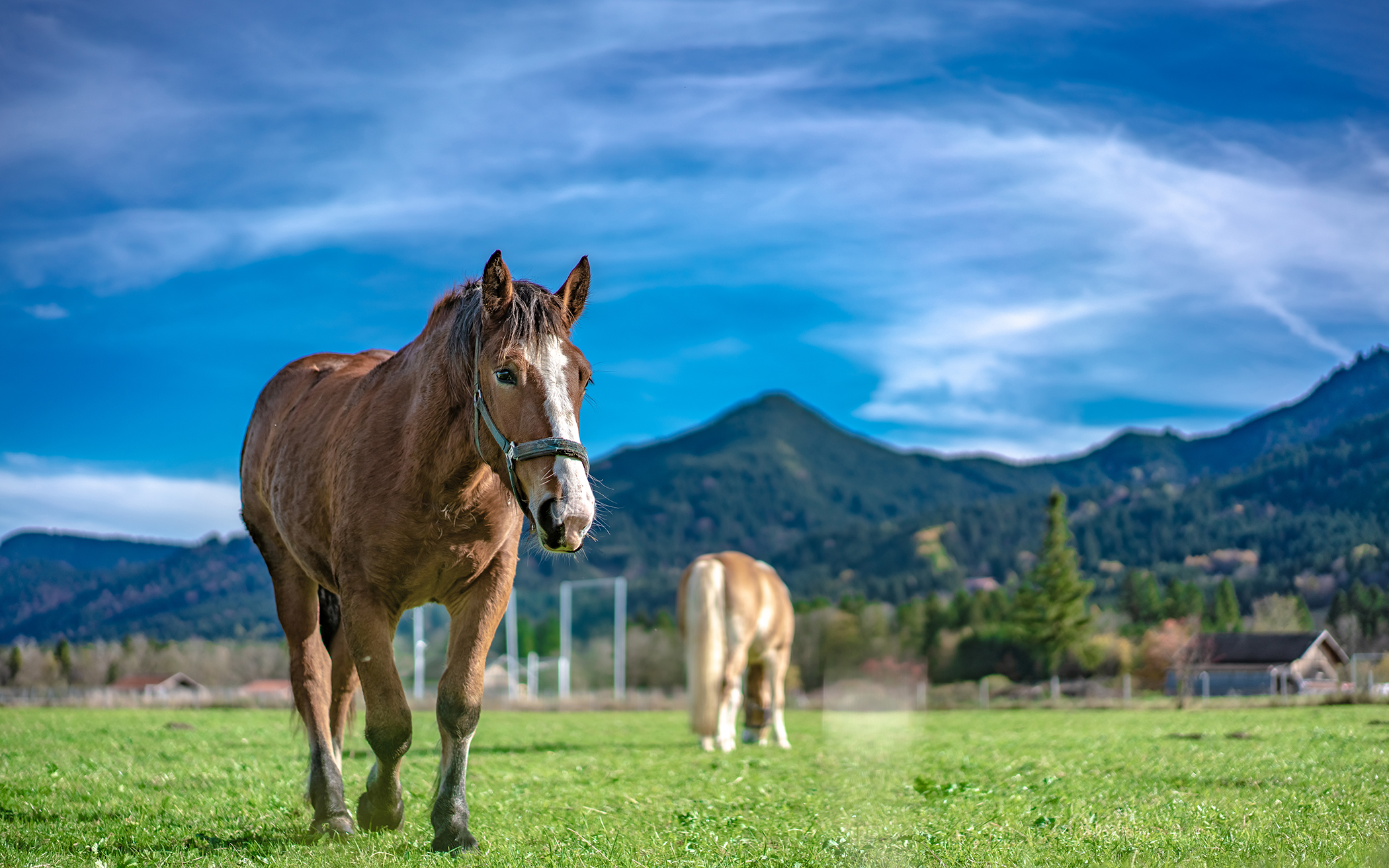 a horse standing in a field